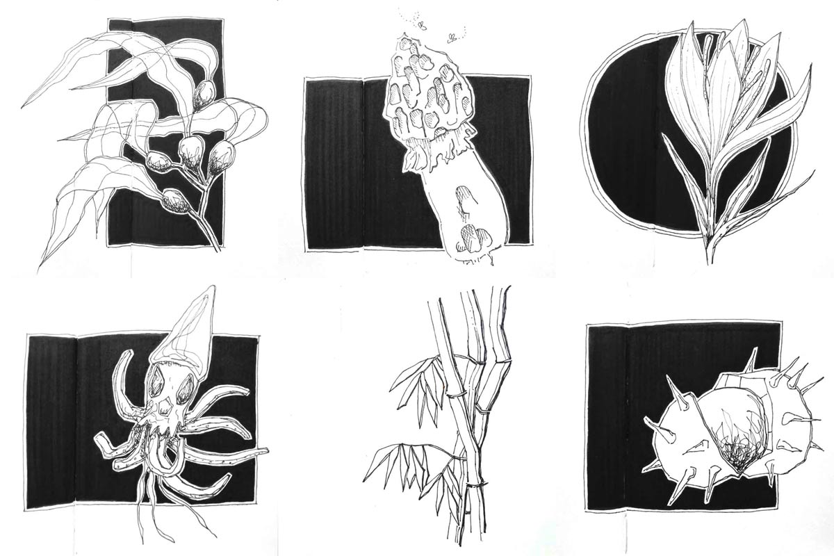 6 weitere schwarz-weiß-Zeichnungen zu 6 Themen: Algen und fließen, Stinkmorchel und grausam, Krokus und kostbar, Plankton und Wal, Bambus und Uhr, Kastanie und geschützt